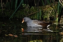 Moorhen - E